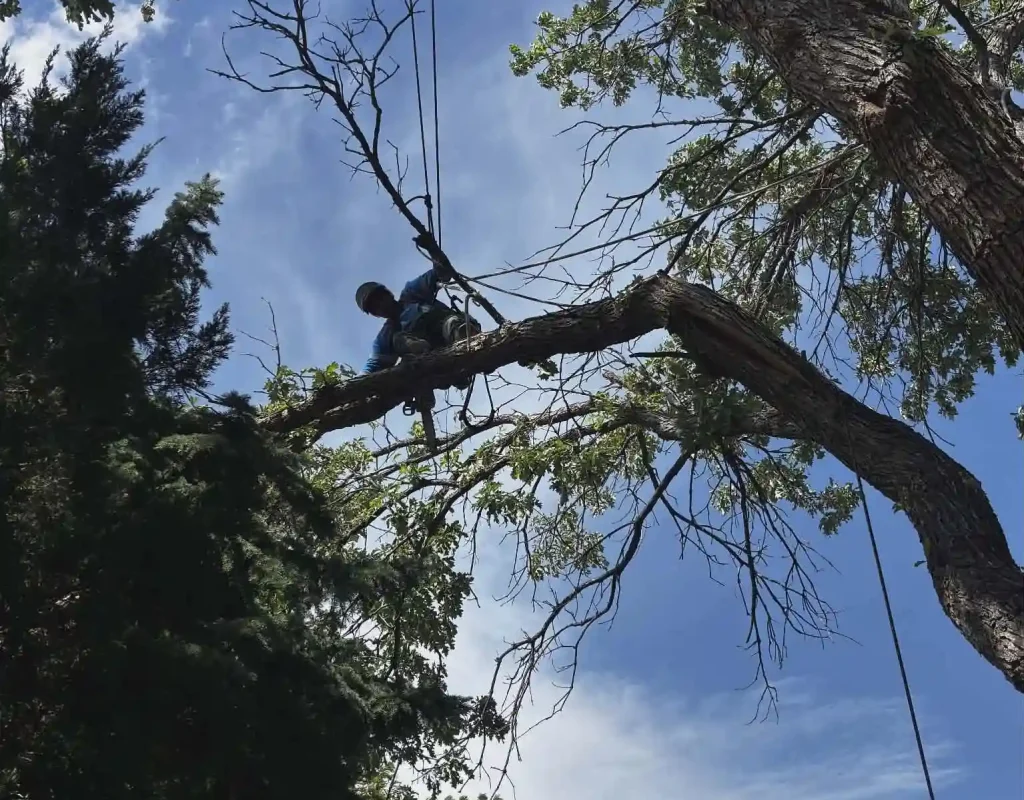 arvada's tree removing professionals, removing giant tree