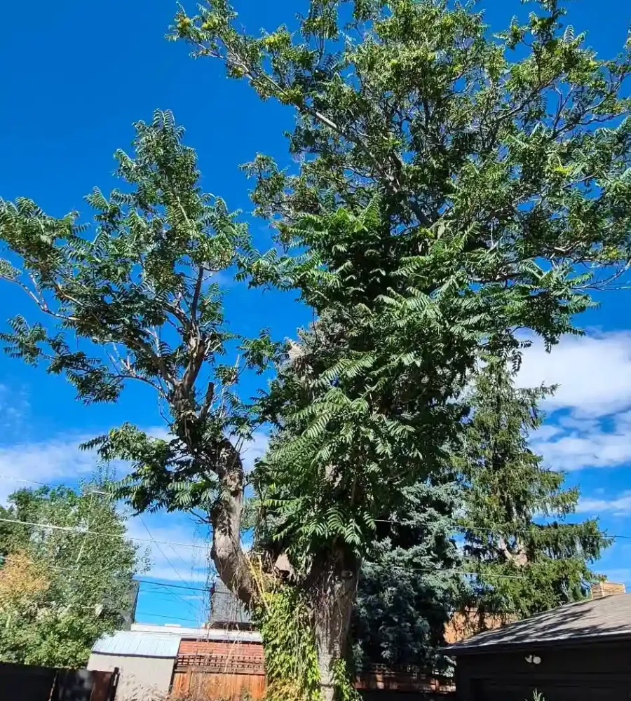 inspection services at arvada tree service llc