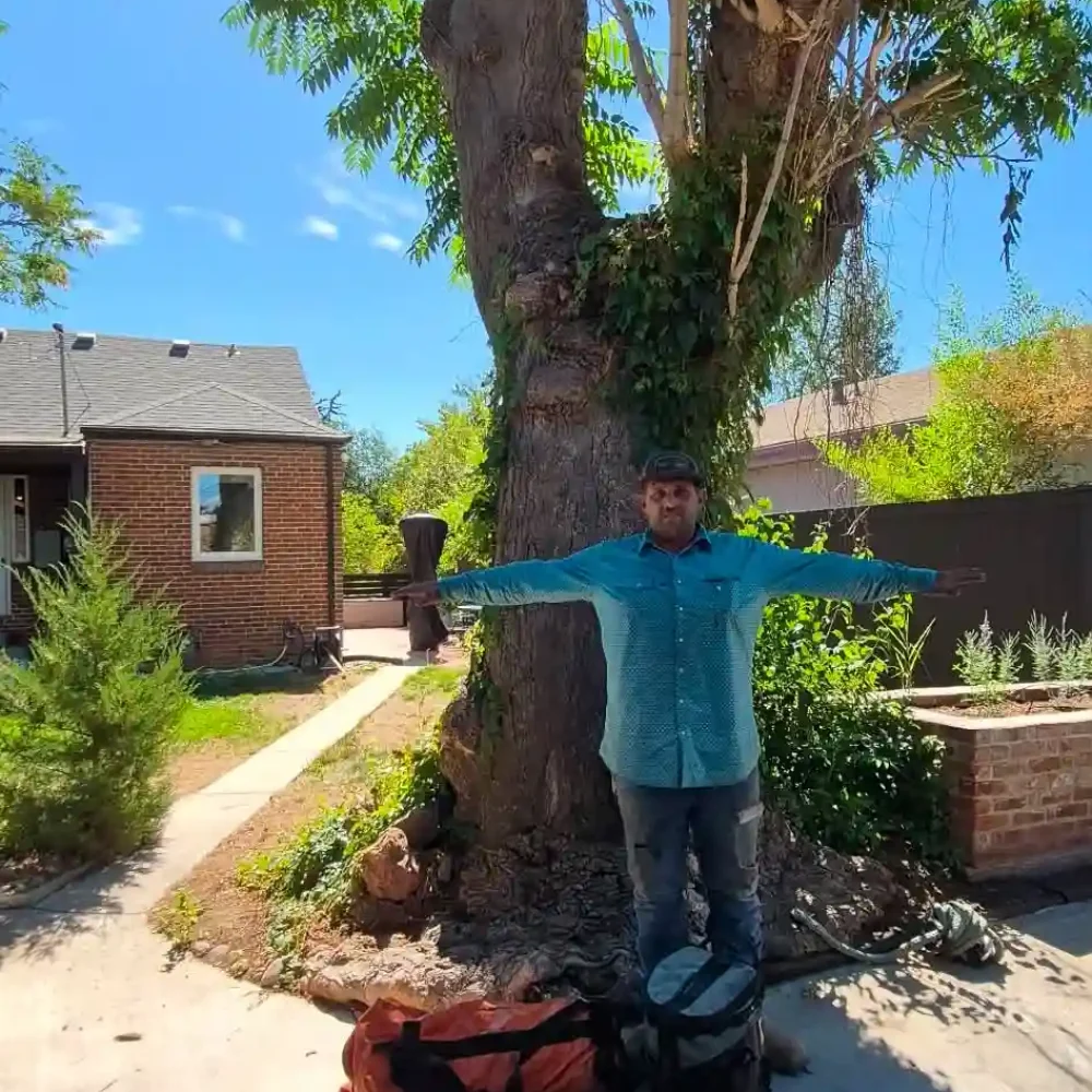 professional tree inspection arborist in action