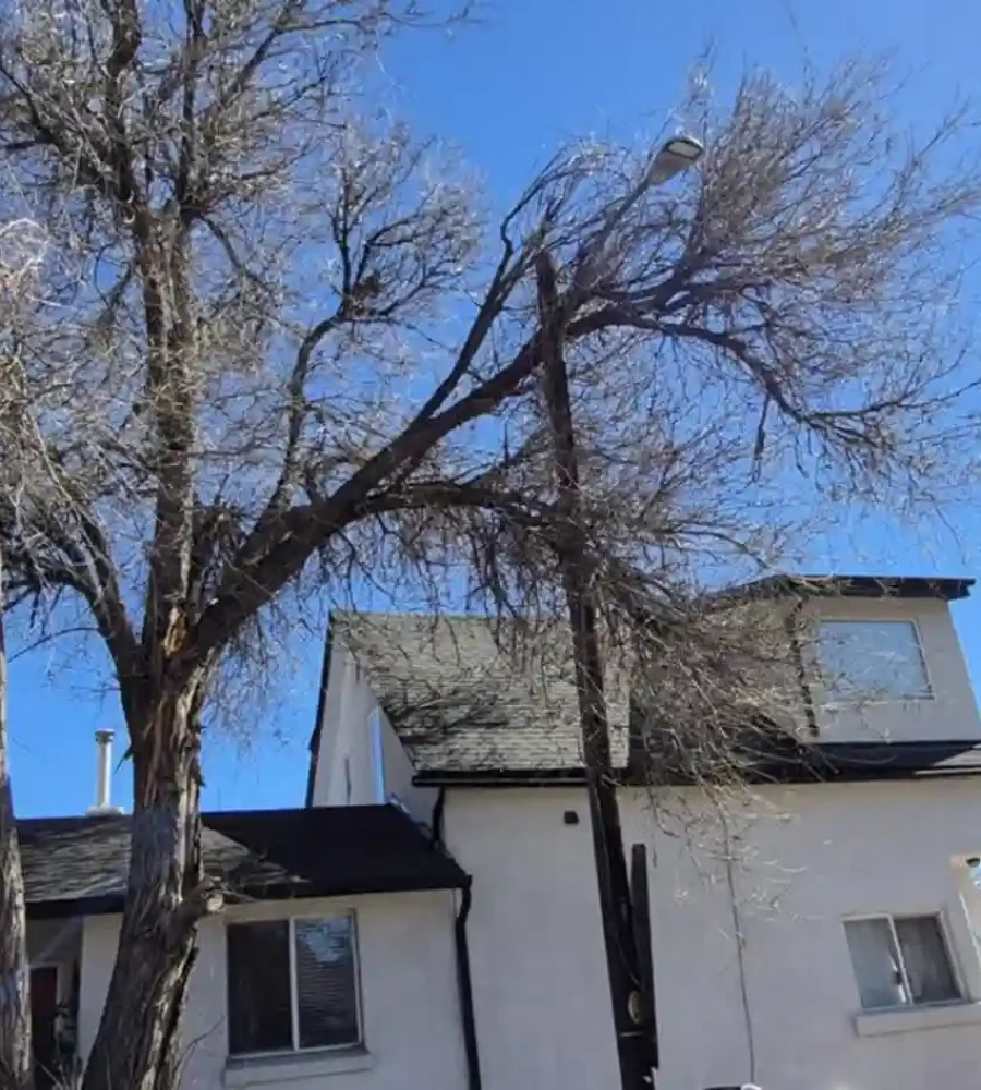 expert tree pruning in arvada, co