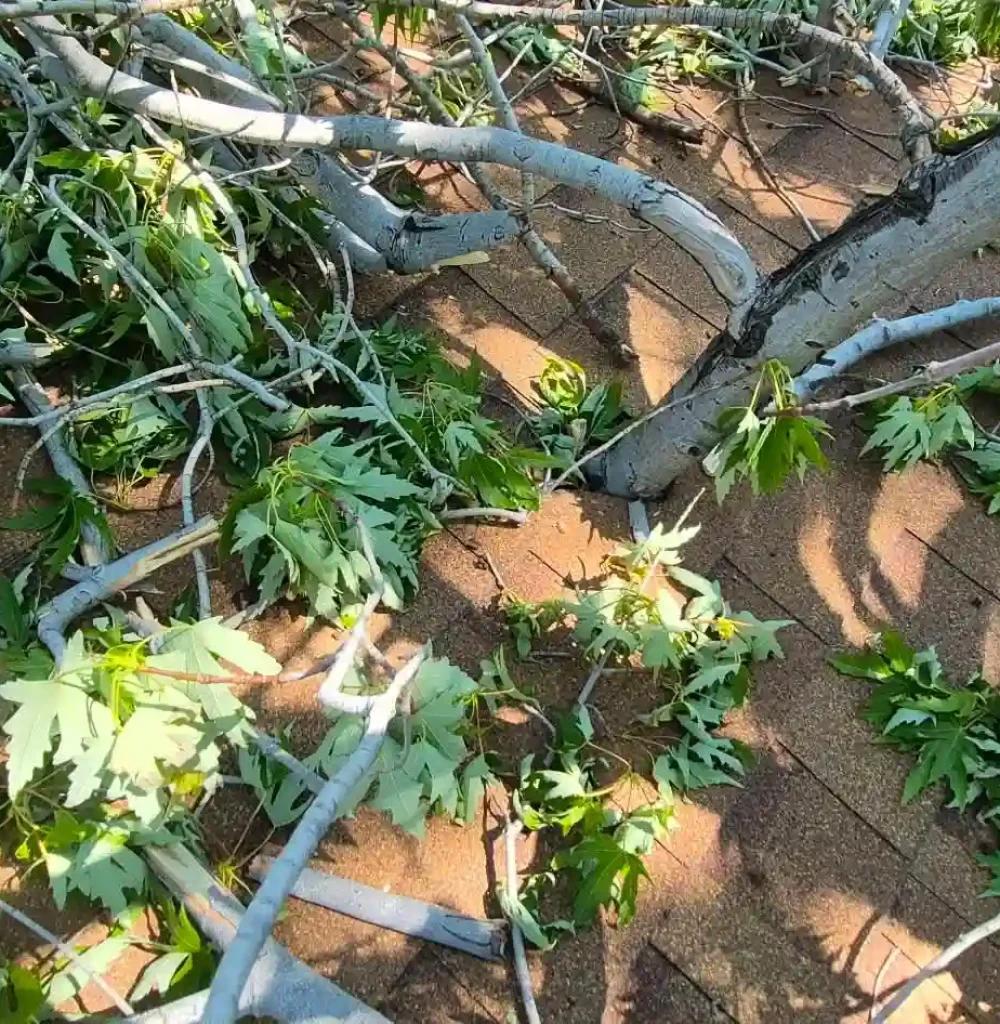 tree pruning arvada