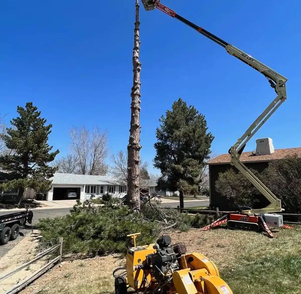 tree removal service arvada