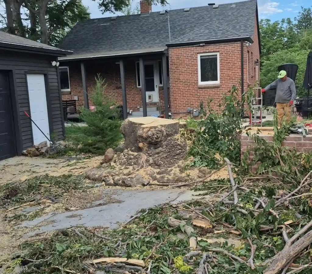 arvada tree service in action
