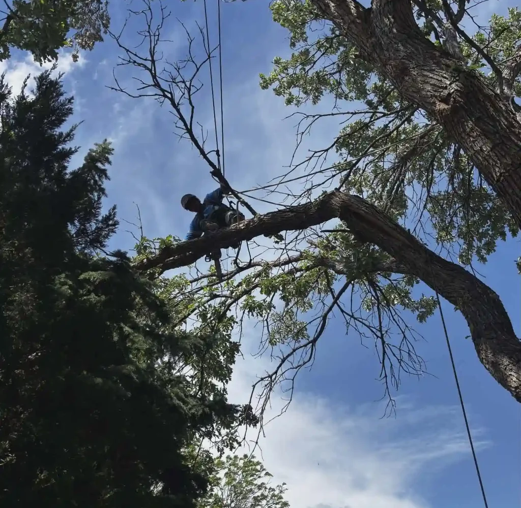 tree trimming services in arvada, co