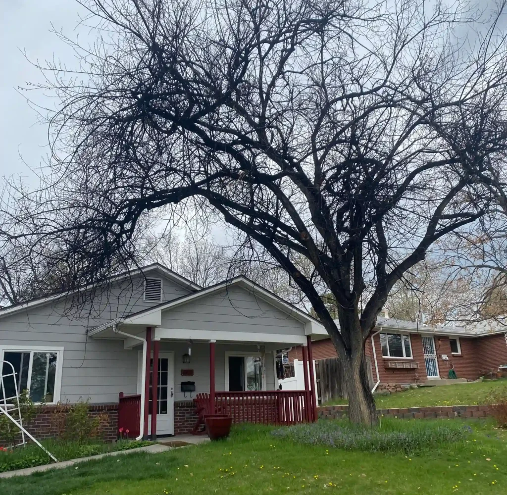 Before we trimmed a tree in Arvada, Colorado